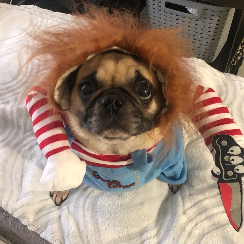 Chucky costume for dogs. Size Large.